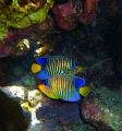   Royal anglfish  